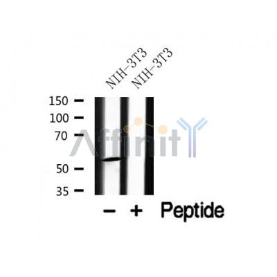 Western blot analysis of CTDSPL2 in lysates of NIH-3T3, using CTDSPL2 Antibody(AF7852).