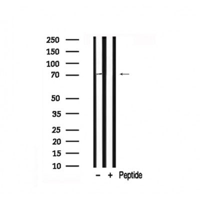 Western blot analysis of SHP-2 in lysates of A431, using SHP-2 Antibody(AF7853).