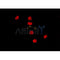 AF0228 staining LOVO by IF/ICC. The sample were fixed with PFA and permeabilized in 0.1% Triton X-100,then blocked in 10% serum for 45 minutes at 25¡ãC. The primary antibody was diluted at 1/200 and incubated with the sample for 1 hour at 37¡ãC. An  Alexa Fluor 594 conjugated goat anti-rabbit IgG (H+L) Ab, diluted at 1/600, was used as the secondary antibod