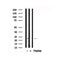 Western blot analysis of Prdx1 in lysates of A431, using Prdx1 Antibody(AF7858).