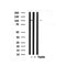 Western blot analysis of DDR1 in lysates of HepG2 , using DDR1 Antibody(AF7861).