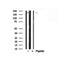 Western blot analysis of extracts of Mouse brain tissue sample,using NMDAR2A Antibody(AF7862).