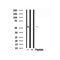 Western blot analysis of TRAF2 in lysates of HeLa, using TRAF2 Antibody(AF7863).