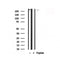 Western blot analysis of ACC1 in lysates of 293, using ACC1 Antibody(AF7864).