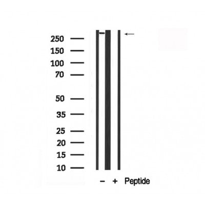 Western blot analysis of ACC1 in lysates of 293, using ACC1 Antibody(AF7864).
