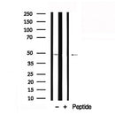 Western blot analysis of extracts of Human heart tissue sample,using Skp2 Antibody(AF7869).