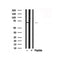 Western blot analysis of GRB10 in lysates of Jurkat , using GRB10 Antibody(AF7870).