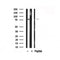 Western blot analysis of Gab1 in lysates of NIH-3T3  , using Gab1 Antibody(AF7873).
