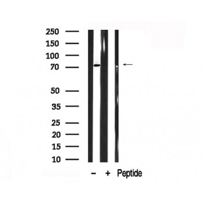 Western blot analysis of Gab1 in lysates of NIH-3T3  , using Gab1 Antibody(AF7873).