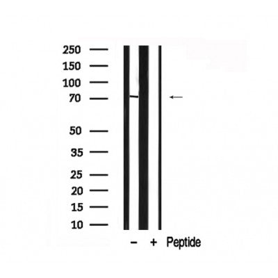 Western blot analysis of RIP in lysates of HeLa?, using RIP Antibody(AF7877).