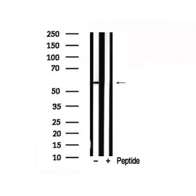 Western blot analysis of extracts of Mouse thymus? tissue sample,using RUNX2 Antibody(AF7879).