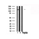 Western blot analysis of extracts of mouse brain tissue sample,using PYK2 Antibody(AF7883).