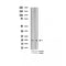 AF3285 at 1/200 staining Rat brain tissue sections by IHC-P. The tissue was formaldehyde fixed and a heat mediated antigen retrieval step in citrate buffer was performed. The tissue was then blocked and incubated with the antibody for 1.5 hours at 22¡ãC. An HRP conjugated goat anti-rabbit antibody was used as the secondary
