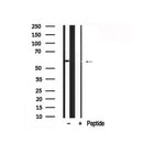Western blot analysis of Beclin-1 in lysates of 293T?, using Beclin-1 Antibody(AF7886).