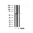 Western blot analysis of IRF-3 in lysates of HT29  , using IRF-3 Antibody(AF7887).