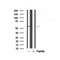 Western blot analysis of MEF2D in lysates of HepG2  , using MEF2D Antibody(AF7888).