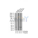 Western blot analysis of Phospho-Synuclein alpha (Tyr133) expression in various lysates