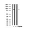 Western blot analysis of Ezh2 in lysates of Jurkat?, using Ezh2 Antibody(AF7900).