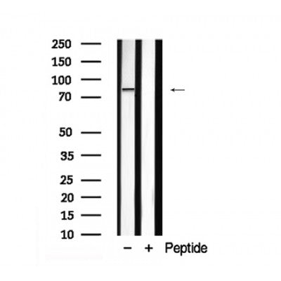 Western blot analysis of Ezh2 in lysates of Jurkat?, using Ezh2 Antibody(AF7900).