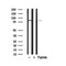 Western blot analysis of Ezh2 in lysates of Jurkat?, using Ezh2 Antibody(AF7901).