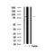 Western blot analysis of Trk C in lysates of HeLa , using Trk C Antibody(AF7905).