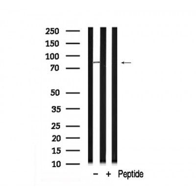 Western blot analysis of extracts of mouse brain tissue sample,using ERK3 Antibody(AF7907).