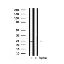 Western blot analysis of MOB1A in lysates of 293, using MOB1A Antibody(AF7913).