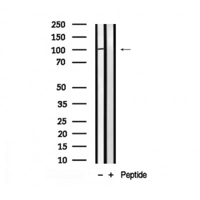 Western blot analysis of PI3 Kinase Class III in lysates of 293T?, using PI3 Kinase Class III Antibody(AF7921).