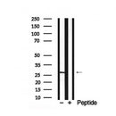 Western blot analysis of PRAS40 in lysates of HepG2  , using PRAS40 Antibody(AF7928).