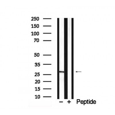 Western blot analysis of PRAS40 in lysates of HepG2  , using PRAS40 Antibody(AF7928).