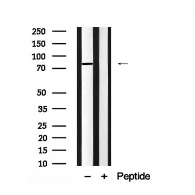 REPS1 Antibody