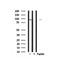 Western blot analysis of CDCP1 in lysates of COLO205, using CDCP1 Antibody(AF7937).