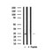 Western blot analysis of LIN28A in lysates of Neuro-2a?, using LIN28A Antibody(AF7938).