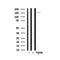 Western blot analysis of LATS2 in lysates of HeLa?, using LATS2 Antibody(AF7940).