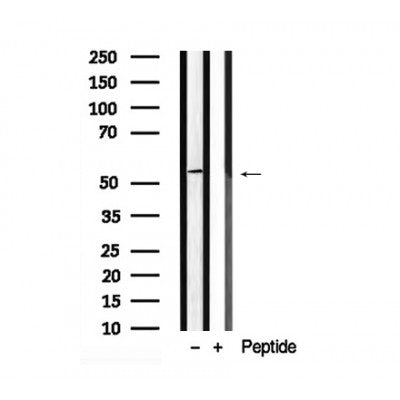 Western blot analysis of RIP3 in lysates of L-929, using RIP3 Antibody(AF7942).