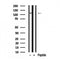 Western blot analysis of KIF5B in lysates of HepG2?, using KIF5B Antibody(AF7947).