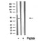 Western blot analysis of RAD9 in lysates of A431?, using RAD9 Antibody(DF10311).