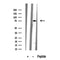 Western blot analysis of extracts of Mouse brain tissue sample,using Kv3.4/KCNC4 Antibody(DF10312).