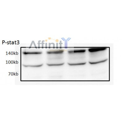 AF3295 staining LOVO by IF/ICC. The sample were fixed with PFA and permeabilized in 0.1% Triton X-100,then blocked in 10% serum for 45 minutes at 25¡ãC. The primary antibody was diluted at 1/200 and incubated with the sample for 1 hour at 37¡ãC. An  Alexa Fluor 594 conjugated goat anti-rabbit IgG (H+L) Ab, diluted at 1/600, was used as the secondary antibod