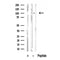 Western blot analysis of extracts of Mouse brain tissue sample,using CTIP Antibody(DF10321).