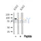 Western blot analysis of MARK1/2/3/4 in lysates of K562, using MARK1/2/3/4 Antibody(DF10322).
