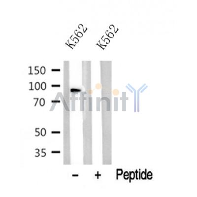 Western blot analysis of MARK1/2/3/4 in lysates of K562, using MARK1/2/3/4 Antibody(DF10322).