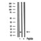 Western blot analysis of VAMP4 in lysates of K562?, using VAMP4 Antibody(DF10325).