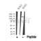 Western blot analysis of ABL1/2 in lysates of K562?, using ABL1/2 Antibody(DF10326).