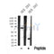 Western blot analysis of DYRK2/4 in lysates of HEK 293?, using DYRK2/4 Antibody(DF10330).