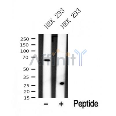 Western blot analysis of DYRK2/4 in lysates of HEK 293?, using DYRK2/4 Antibody(DF10330).