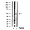 Western blot analysis of MAP2K1/2 in lysates of A431?, using MAP2K1/2 Antibody(DF10335).