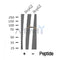 Western blot analysis of MSK2 in lysates of HepG2, using MSK2 Antibody(DF10337).