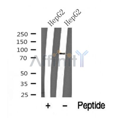 Western blot analysis of MSK2 in lysates of HepG2, using MSK2 Antibody(DF10337).