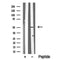 Western blot analysis of MST3 in lysates of HeLa?, using MST3 Antibody(DF10338).